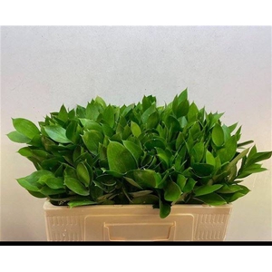 RUSCUS HYPOPHYLLUM