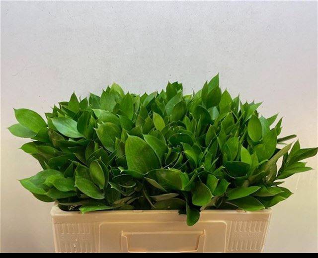 <h4>RUSCUS HYPOPHYLLUM</h4>