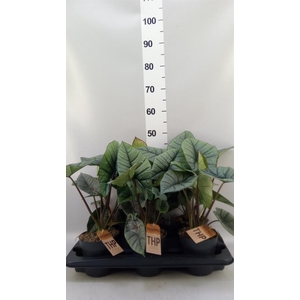 Alocasia  'Platinum'
