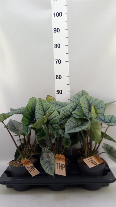 <h4>Alocasia  'Platinum'</h4>