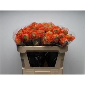 Leuco Neena Orange