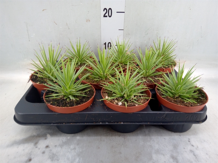 <h4>Agave stricta 'Nana'</h4>