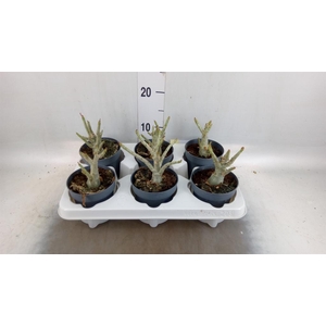 Adenium obesum