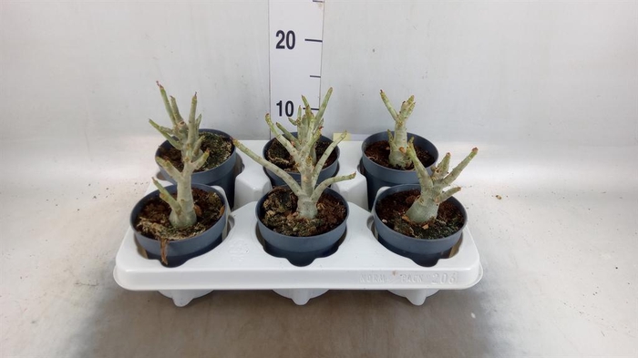 <h4>Adenium obesum</h4>