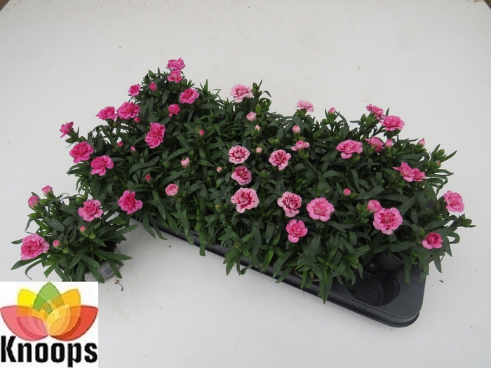 <h4>DIAN OSC GEM</h4>