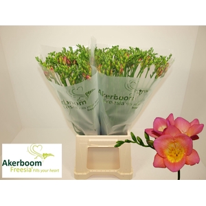 FR EN WONDERFUL PINK