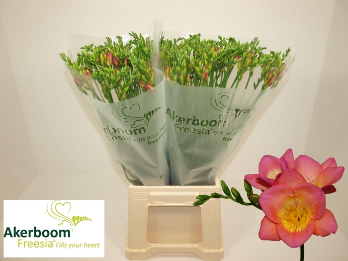 <h4>FR EN WONDERFUL PINK</h4>