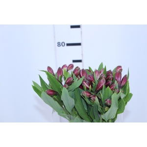 ALSTROEMERIA STRATUS 080 CM