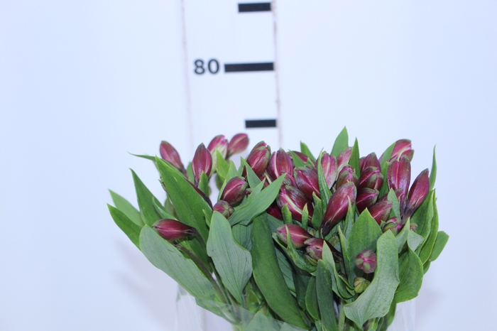 ALSTROEMERIA STRATUS 080 CM