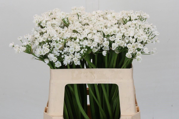 Allium neapolitanum 'Flocon'