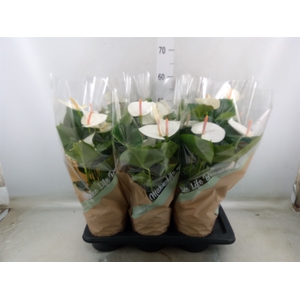 Anthurium andr. 'Success White'