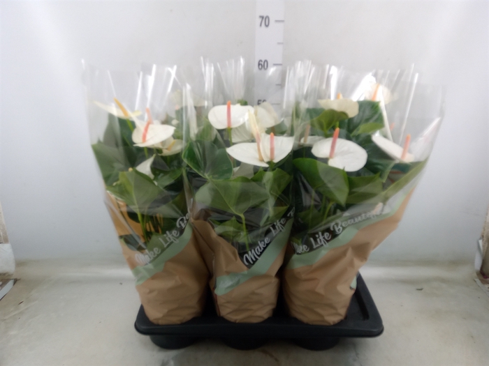 <h4>Anthurium andr. 'Success White'</h4>