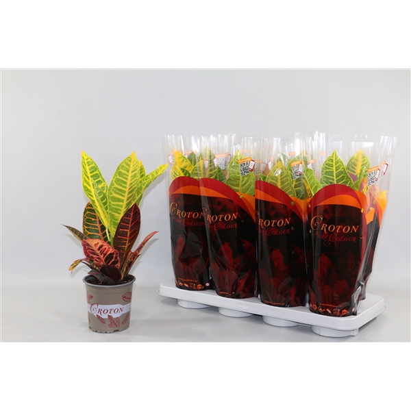 <h4>Croton Petra in design hoes"Sunshiners®"</h4>