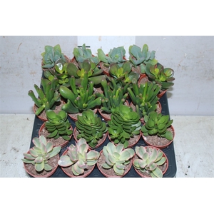 Crassula Gemengd