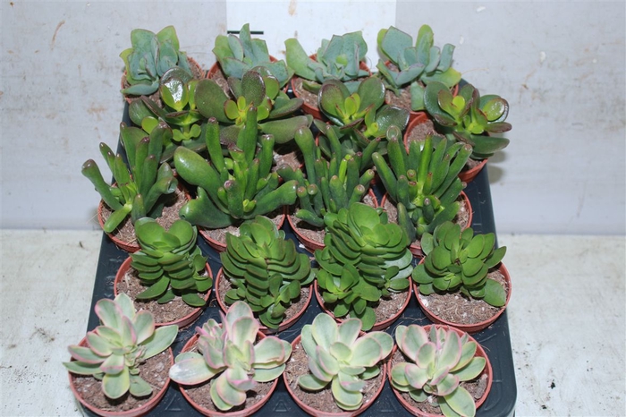<h4>Crassula Gemengd</h4>