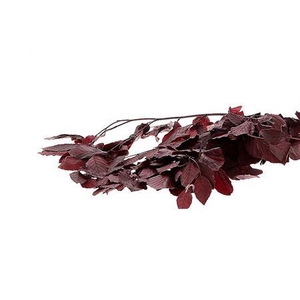 Bunch Faggio Pres. 300gr