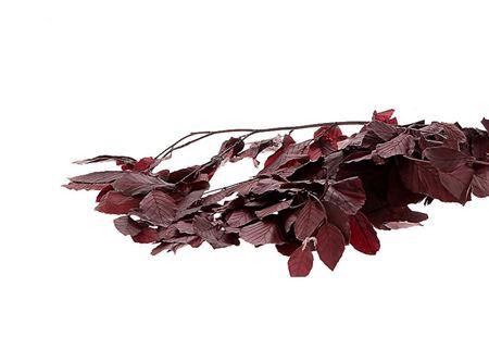 Bunch Faggio Pres. 300gr