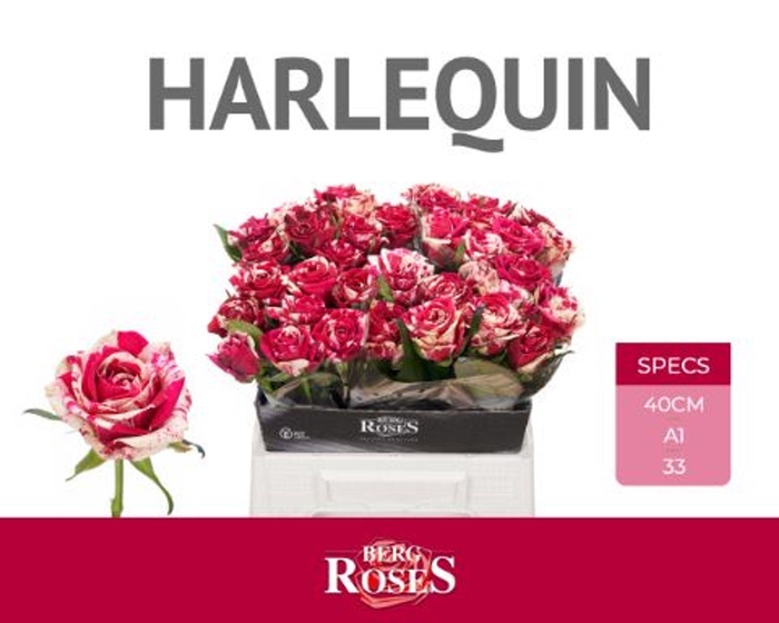 <h4>ROSA GR 'HARLEQUIN'</h4>