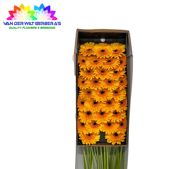 <h4>Germini Tweety Doos</h4>