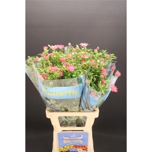 Ran Butterfly Isis 70cm