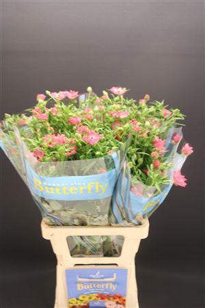 <h4>Ran Butterfly Isis 70cm</h4>