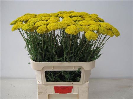 <h4>Achil F Park Variety</h4>