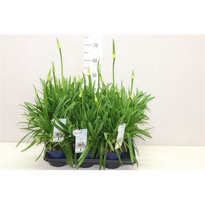 Agapanthus Amourette Superb White 6+