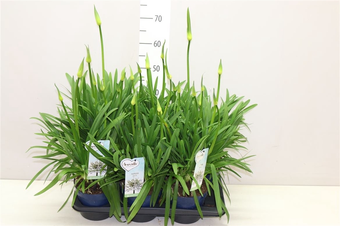 <h4>Agapanthus Amourette Superb White 6+</h4>