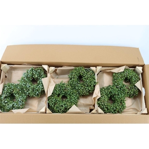 Wr Sierfruit Juniperus Blue 20cm