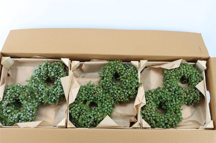 <h4>Wr Sierfruit Juniperus Blue 20cm</h4>