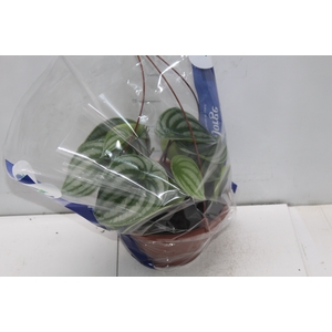 PEPEROMIA MELANCIA C21