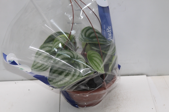 <h4>PEPEROMIA MELANCIA C21</h4>