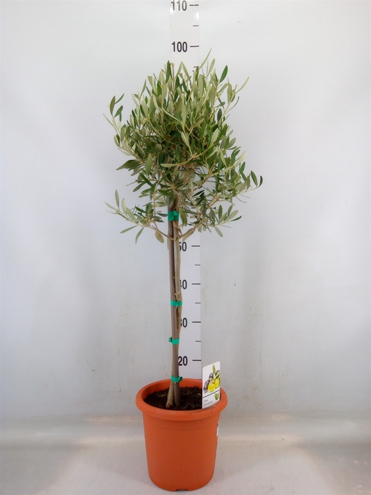 <h4>Olea europaea</h4>