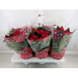 Euphorbia pulc. 'Christ Universe'