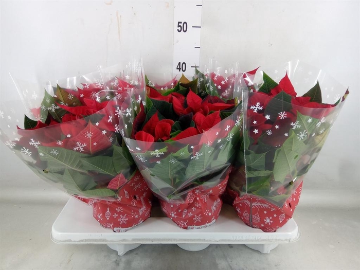 <h4>Euphorbia pulc. 'Christ Universe'</h4>