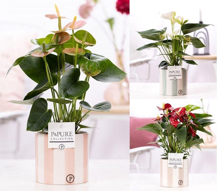 <h4>Anthurium mix in P&PURE Eline cer. ass. 3</h4>