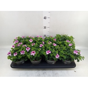 Pelargonium gran.   ..