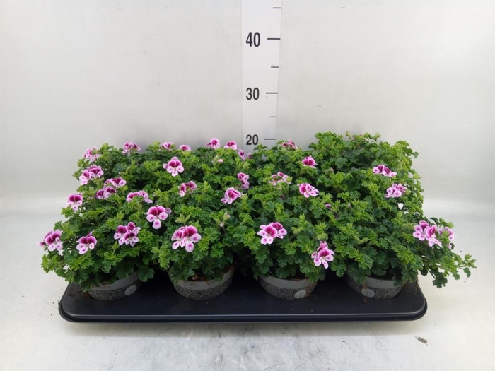 <h4>Pelargonium gran.   ..</h4>