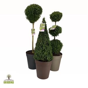 Buxus semp. Mix shelf: 8x Various shapes, pot 32, 4xtrio-2xstem-2xpyr