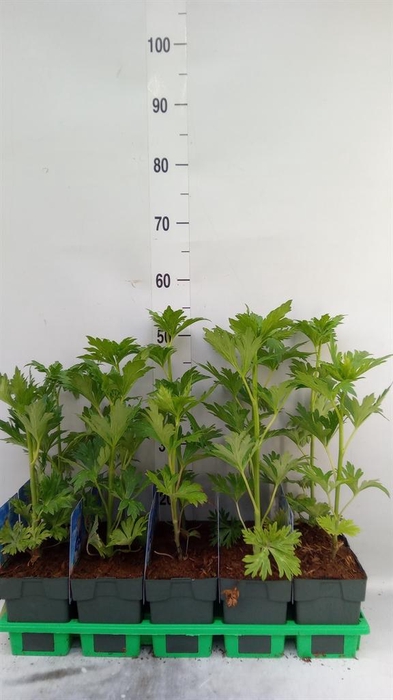 <h4>Aconitum carmichaelii</h4>