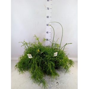 Rhipsalis baccifera 'Oasis'