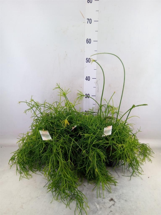 <h4>Rhipsalis baccifera 'Oasis'</h4>