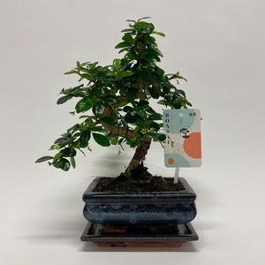 Carmona S-shape Bonsai 'Traditional' 15 cm + Schotel