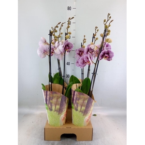 Phalaenopsis  'FC Black Stripes'