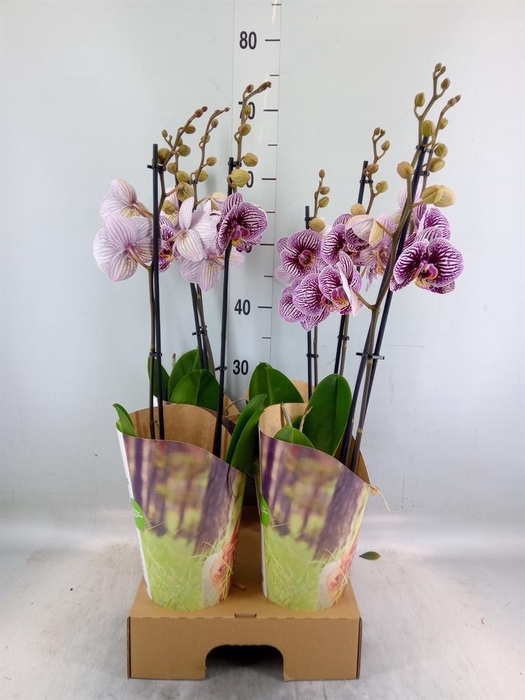 <h4>Phalaenopsis 'FC Black Stripes'</h4>
