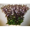 Penstemon Overig
