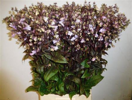 <h4>Penstemon Overig</h4>