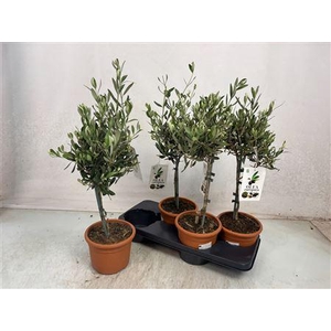 Olea Europaea