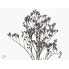 Limonium Safora Lilac | Heavy Quality