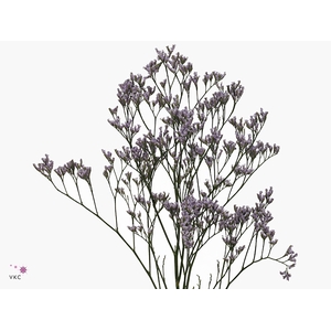 Limonium Safora Lilac